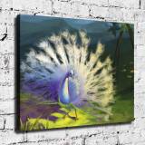 HD Canvas Print Home Decor Paintings Wall Art Pictures-SR-20073