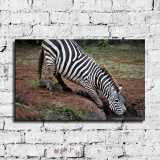 HD Canvas Print Home Decor Paintings Wall Art Pictures-SR-10462