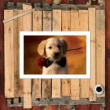 HD Canvas Print Home Decor Paintings Wall Art Pictures-SR-20084