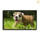 HD Canvas Print Home Decor Paintings Wall Art Pictures-SR100422
