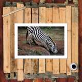 HD Canvas Print Home Decor Paintings Wall Art Pictures-SR-10462