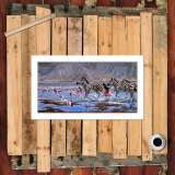 HD Canvas Print Home Decor Paintings Wall Art Pictures-SR-A0687