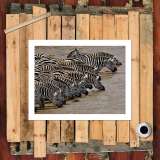HD Canvas Print Home Decor Paintings Wall Art Pictures-SR-10557