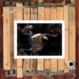 HD Canvas Print Home Decor Paintings Wall Art Pictures-SR-A0582