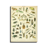 Adolphe Millot Poster Insects French Vintage HD Canvas Print Home Decor Paintings Wall Art Pictures