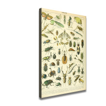 Adolphe Millot Poster Insects French Vintage HD Canvas Print Home Decor Paintings Wall Art Pictures