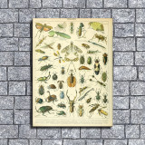 Adolphe Millot Poster Insects French Vintage HD Canvas Print Home Decor Paintings Wall Art Pictures