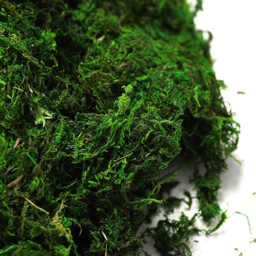 Preserved Forest Moss, Fresh Green, 8oz (200 cubic inch)