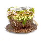 Preserved Moss Teacup Planter Box with Natural Twig Holder