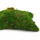 Decorative Pillow Shaped Green Moss for Garden Crafts