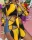 Black yellow