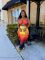 Women's fashion gradient print set with exposed navel folds, two-piece set