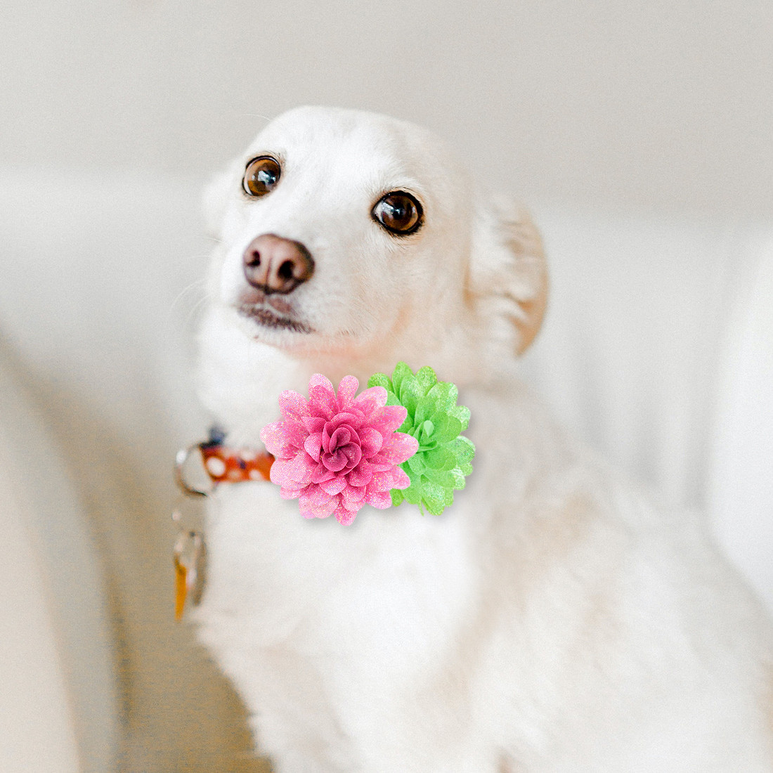 Kalevel 8pcs Dog Collar Flowers Pet Cat Collar Bow Tie Slide Charm